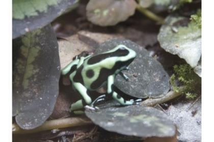 Dendrobates auratus Nominatform