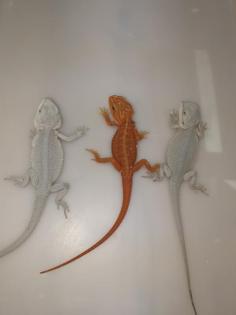 Schöne Rote und weiße Bartagamen Hypo Translucent Zero Pogona Vitticeps Abzugebe