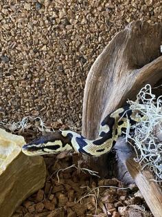 Königspython Lesser/Classic M vermutlich