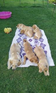 Unsere süßen Labrador Welpen