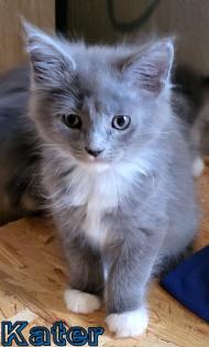 Maine Coon und BKH Katzen