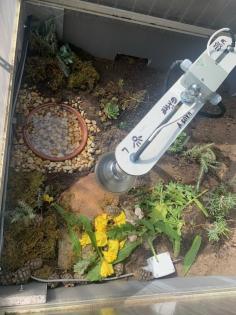 4- und 3-jährige Landschildkröten, Testudo Marginata, Breitrandschildkröten aus artgerechter,