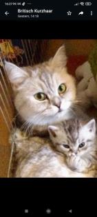 Britisch Kurzhaar Katzenbabys