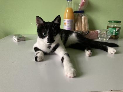Katze, Siam/EK- Mix, 6 Monate alt, kastriert, abzugeben