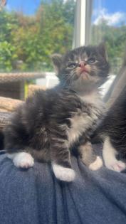 4 maine coon mix kätzchen