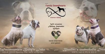 American Bulldog Welpen suchen Traumschloss