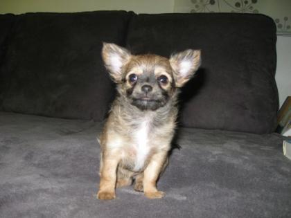 Kleines Chihuahua-Mädchen sucht noch ein neues Zuhause