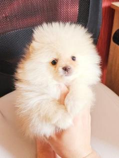 Zwergspitz/ Pomeranian