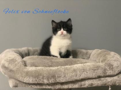 Wunderschöne BKH Kitten suchen liebevolles Zuhause