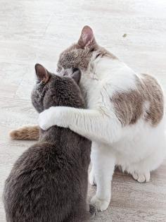 BKH Kitten reinrassig abholbereit