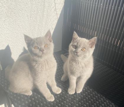 Zwei BKH Kitten abgabebereit