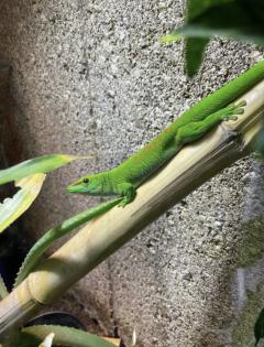 Madagaskar Taggecko mit Terrarium, Einrichtung und Lampen abzugeben