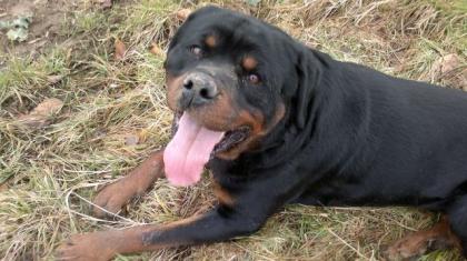 Rottweiler Rüde 4j.