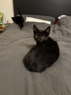 Katzen Babys mischlinge