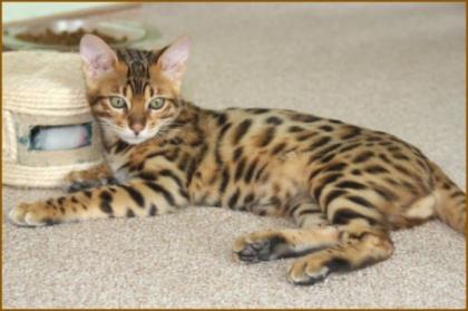 Bengal katzen, serval und Savannah Katzen