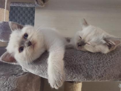 BKH Kitten Britisch Kurzhaar