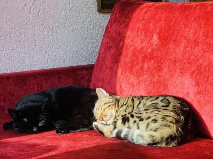 Bengal Kater Reinrassig