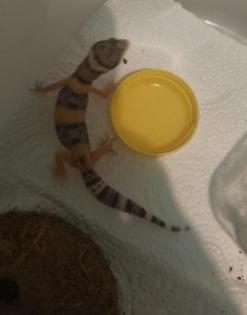 Leopardgeckos Nachzucht 06/21