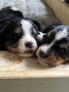 Berner Sennenhund Welpen