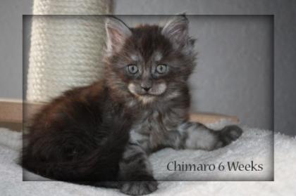 Maine Coon Kitten, sehr typvoll aus großen Linien in black smoke, noch 2 Kater
