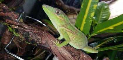 Ritteranolis Paar Männchen Weibchen