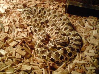 Westliche Hakennasennatter Heterdon nasicus NZ 07