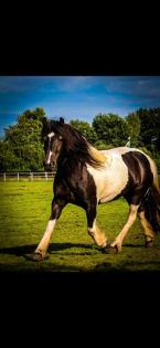 Tinker stute. Pony tinker