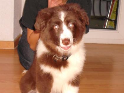 Süßer Australian Shepered welpe, hündin, geboren am 12. 11. 08