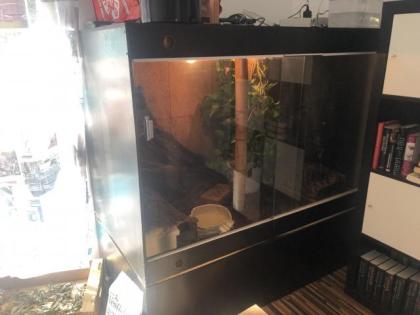 Königspython inkl. Terrarium