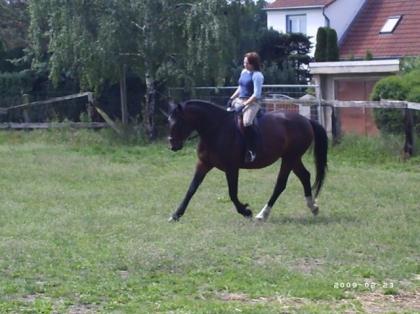 Hübsche Warmblutstute