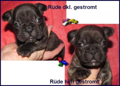 Franz. Bulldoggen aus Top Fawn/Fawn-Brindle verpaarung