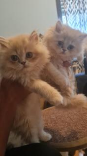 Creme Perser Kitten mit Nase