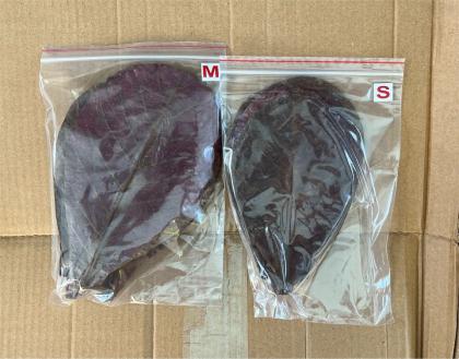 Seemandelbaumblätter Gr. S od, M 1 Paket 10Stk Aquarium Garnele