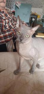 Don. sphynx