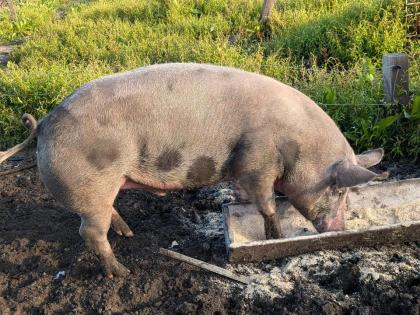 Schwein, Pietrain, Duroc