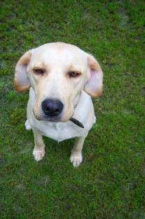 2 JÄHRIGE LABRADOR HÜNDIN AN GARTENBESITZER ABZUG.