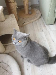 BKH reinrassig deckkater Blutgruppe B