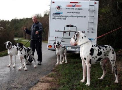 Deutsche Doggenwelpen VdH DDC
