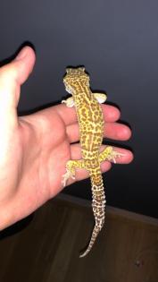 Leopardengecko zu verschenken