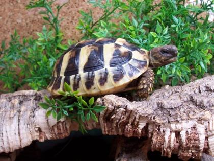 Griechische Landschildkröten