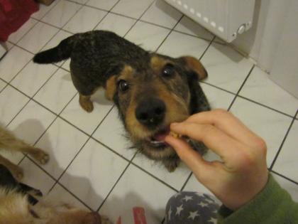 Hund Dackel-Mix Hugo sucht DRINGEND ein zuHause oder Pflegeplatz