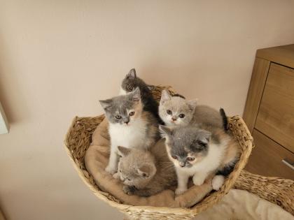 Reinrassige BKH Kitten auszugsbereit