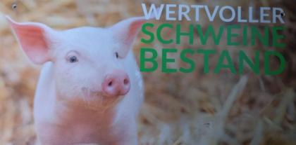 Stall Schweinemast pachten / Lohnmast