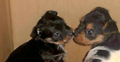 2 Süsse weibliche Terrier Mischlings Welpen in liebevolle Hände abzugeben
