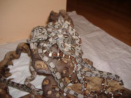 Boa Constrictor Constrictor Babys DNZ 2021 abzugeben