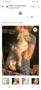 Tolle Welpen, Junghunde Hundesenioren