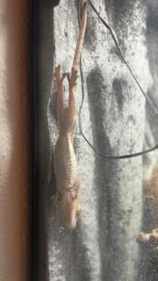Kronenkopfgecko inkl. Terrarium Komplettset