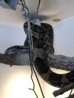 Boa Longicauda 2. 0 von Klaus Bonny mit Zertifikat mit kompletter Terrarienanlag