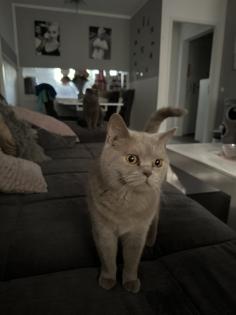 Bkh Katze und scottisch fold Kater suchen ein neues Zuhause