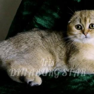 BKH kitten
